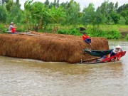 Thị trường - Tiêu dùng - Hạn hán khốc liệt, dân miền Tây phải bán bò giá rẻ bèo