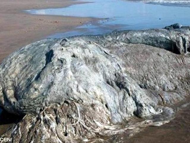 Thế giới - "Thủy quái" bầy nhầy dạt bờ biển Mexico