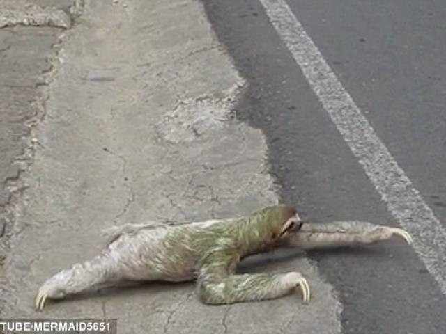 Thế giới - Tức cười con lười ì ạch bò sang đường