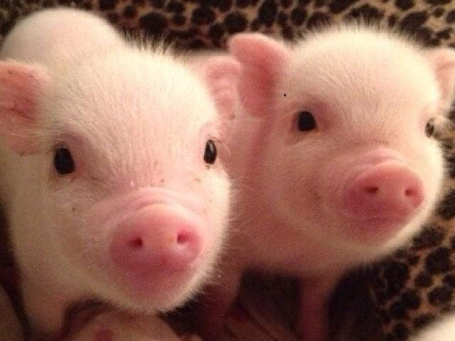 Thế giới - TQ: Cậu bé mù nhìn thấy trở lại nhờ mắt lợn