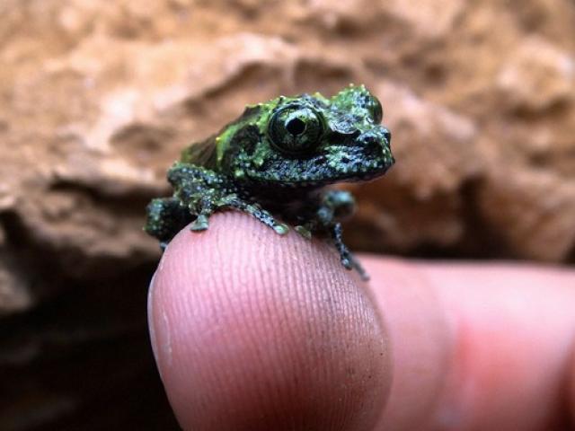 Thế giới - Ếch rêu cực hiếm ở VN sinh sản thành công ở Anh