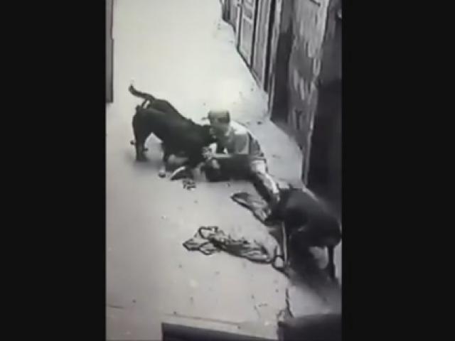 Video: Đàn chó dữ "làm phản", lao vào cắn xé chủ nhân