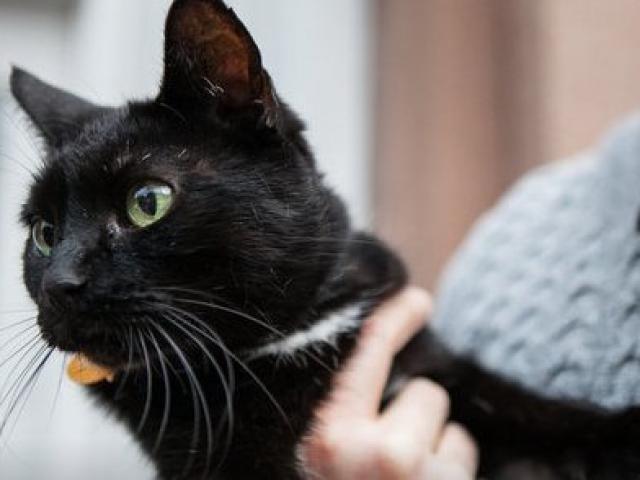 Thế giới - Một ngày của "thị trưởng" mèo tại khu phố nhỏ ở Mỹ