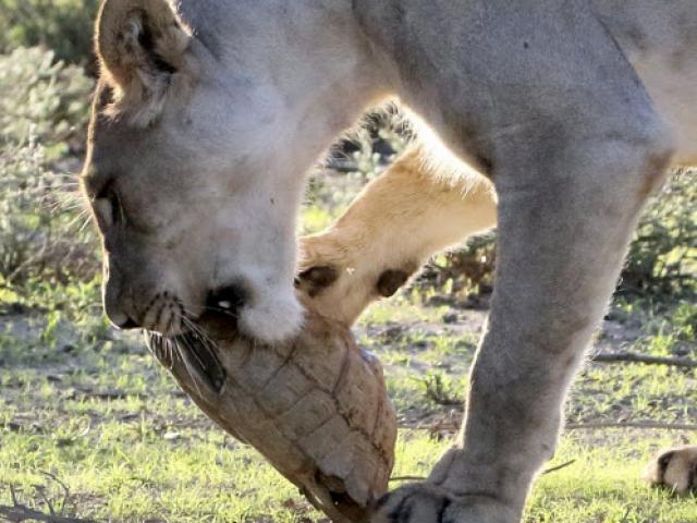 Thế giới - Sư tử "bó tay" trước rùa cố thủ trong mai