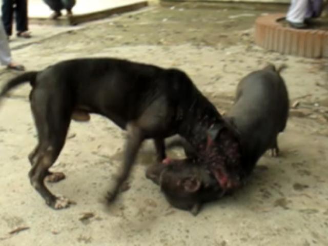 Tin tức trong ngày - Kinh hoàng chó "so hàm" trên sới chọi