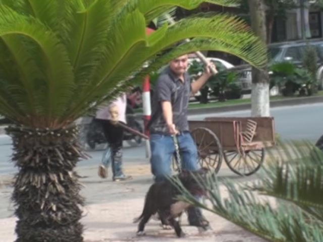 Tin tức trong ngày - Nghề luyện chó "so hàm"