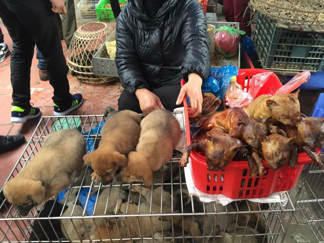 Bạn trẻ - Cuộc sống - Bức ảnh "mèo thui tội nghiệp" khiến dân mạng phẫn nộ