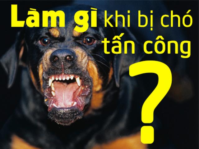 Tin tức trong ngày - [Infographic] Cách xử lý tình huống khi chó dữ tấn công