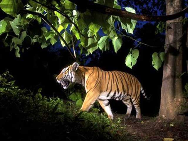 Tin tức Việt Nam - Bắc Kạn: Hổ hoang dã gây náo loạn khu dân cư