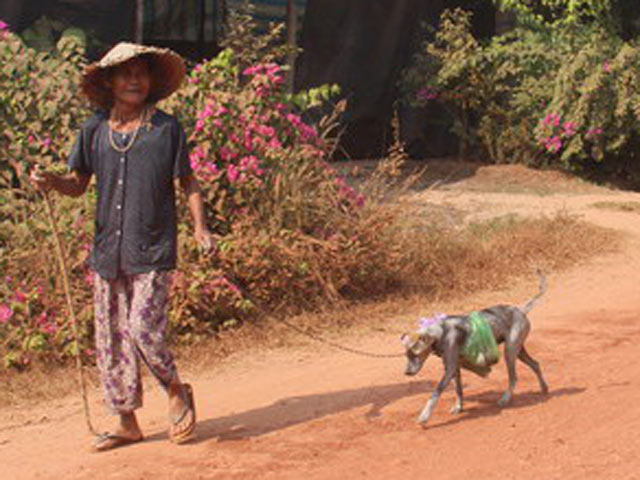 Tin tức Việt Nam - Cụ bà 80 tuổi luyện chó đi giao hàng