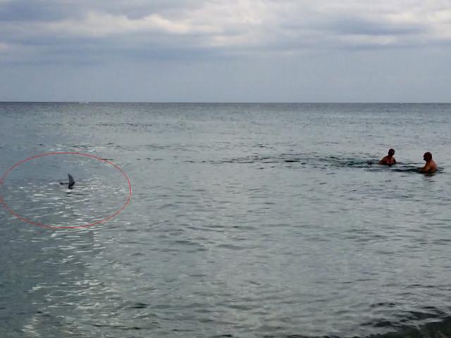 Thế giới - Video: Cá mập lừ lừ vào săn người ở bãi biển Hollywood