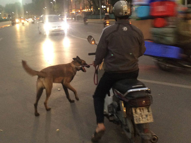 Chó dữ "ngông nghênh" đi lại khắp Thủ đô