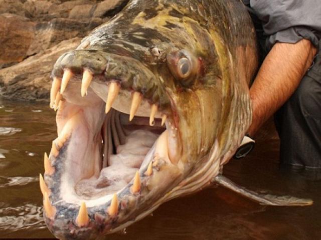 Phi thường - kỳ quặc - 5 loài vật có hàm răng đáng sợ nhất hành tinh