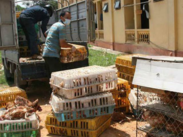 Thị trường - Tiêu dùng - Lo gà thải, thịt "rác"… Trung Quốc tràn vào Việt Nam