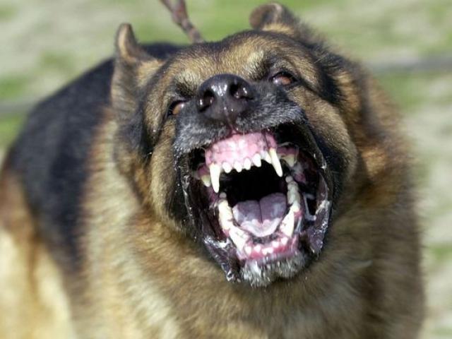 Thế giới - Anh: Chó giết người, chủ đi tù 14 năm