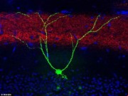 Phục hồi trí nhớ bằng liệu pháp ánh sáng