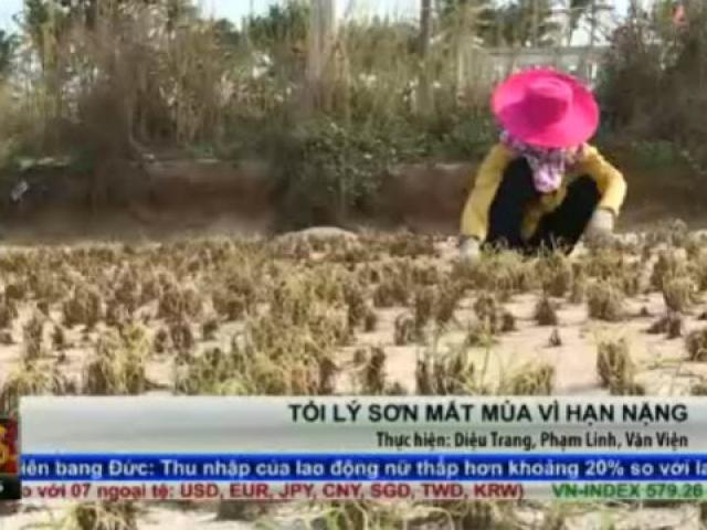 Thị trường - Tiêu dùng - Tỏi Lý Sơn mất mùa vì hạn nặng