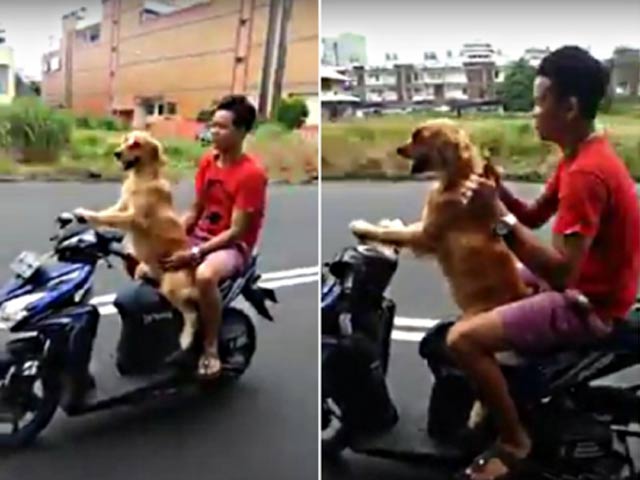 Bạn trẻ - Cuộc sống - Chú chó lái xe gây sốt cộng đồng mạng