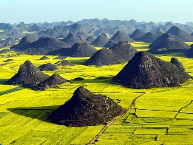 Du lịch - Sững sờ trước cánh đồng &quot;hoa cưỡng bức&quot; vàng rực ở TQ