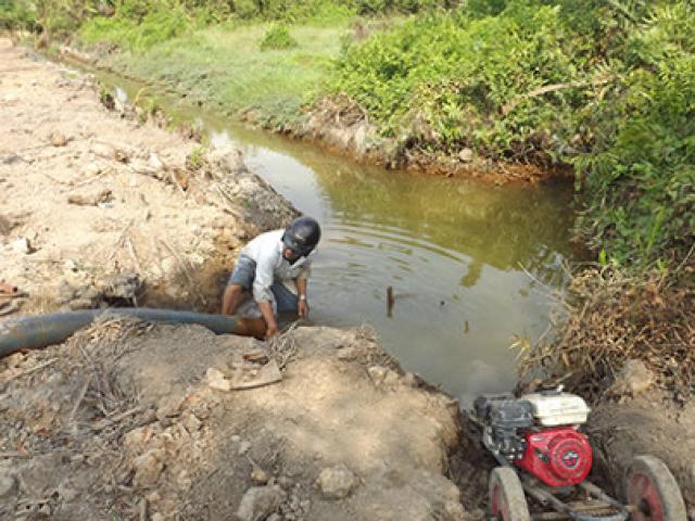 Tin tức trong ngày - Hạn mặn, dân cắt lúa cho bò ăn