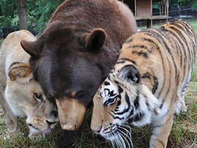 Bất ngờ tình bạn thân 15 năm giữa gấu, sư tử và hổ