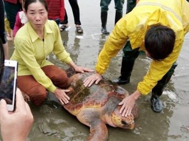 Tin tức trong ngày - Từ chối hàng trăm triệu, ngư dân thả rùa quý xuống biển