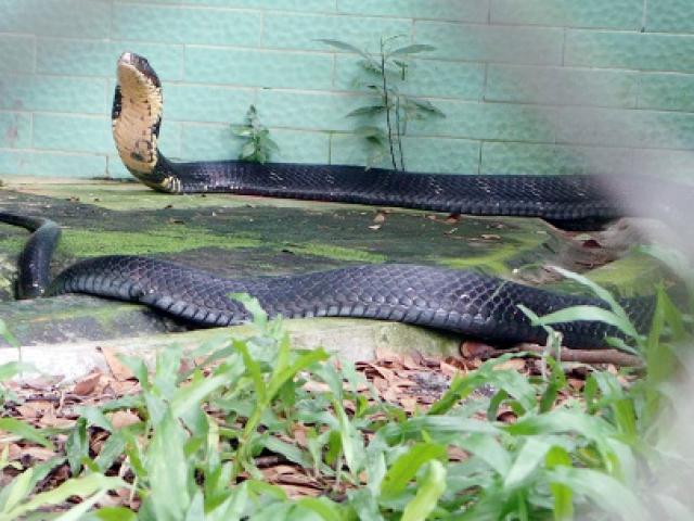 Tận thấy 4 con rắn hổ chúa “khủng“ nhất trại rắn miền Tây