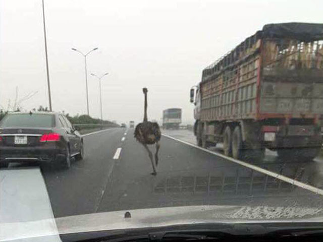 Tin tức trong ngày - Đà điểu “đua” cùng xế hộp trên cao tốc Pháp Vân-Cầu Giẽ