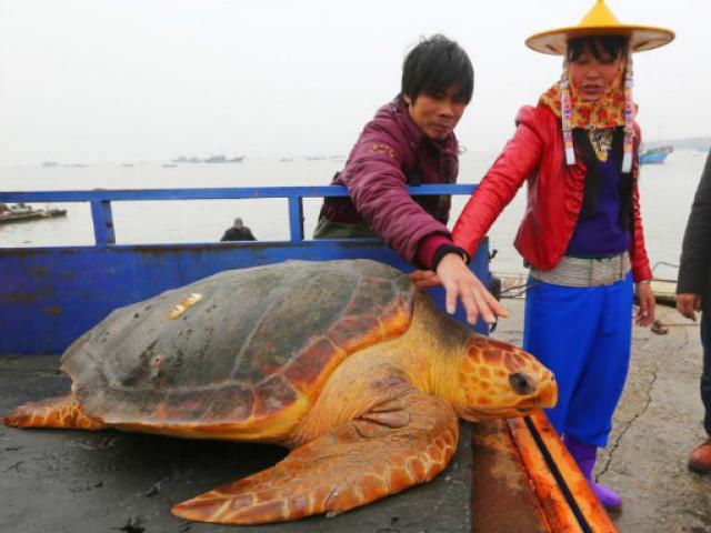 Thế giới - Từ chối 1500USD, thả "cụ rùa" khổng lồ trăm tuổi về biển