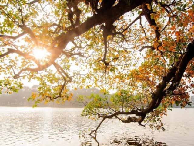 Du lịch - Hà Nội tháng 3 vàng ruộm mùa lộc vừng thay lá