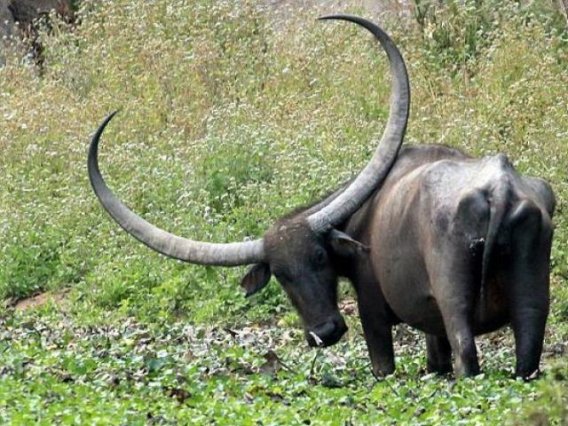 Thế giới - Trâu khốn khổ vì bộ sừng "vĩ đại" trên đầu