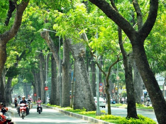 Tin tức trong ngày - Sắp "khai tử" hàng cây sọ khỉ cổ thụ ở trung tâm Sài Gòn