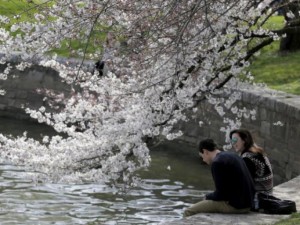 Thế giới - Hoa anh đào đua nở đẹp thơ mộng ở Washington