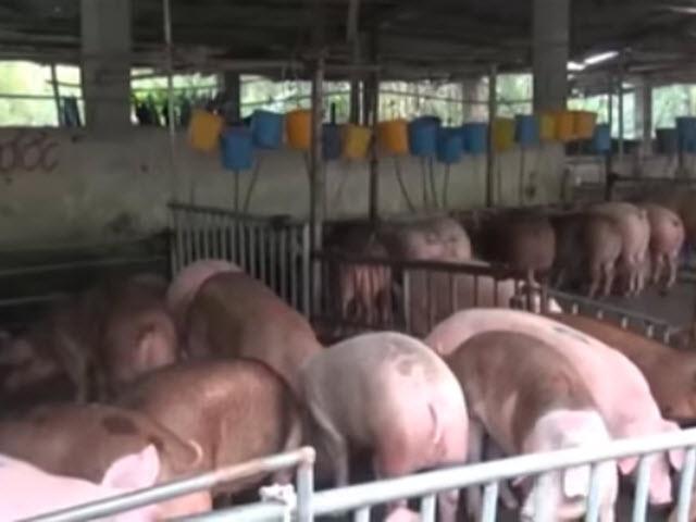 Video An ninh - Rùng mình thịt heo bơm thuốc "mục xương, ung thư tủy"