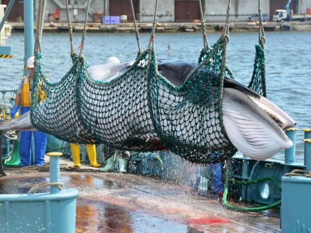 Thế giới - Nhật bị chỉ trích vì giết hại 333 cá voi mũi nhọn