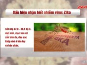 Video An ninh - 3 dấu hiệu đơn giản nhận biết nhiễm virus Zika