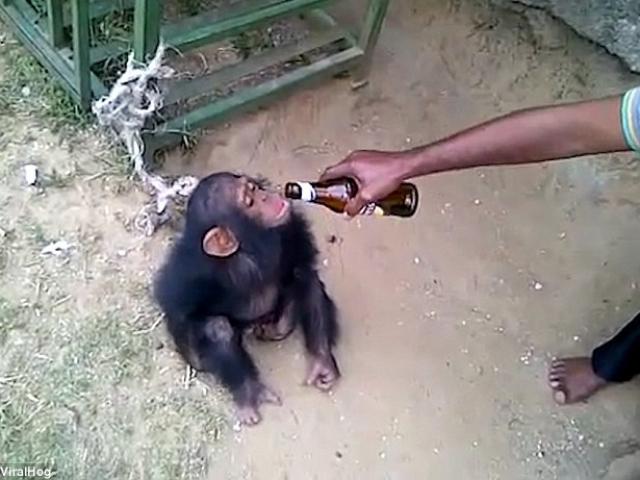 Thế giới - Video: Khỉ khốn khổ bị chủ giằng chai bia uống dở