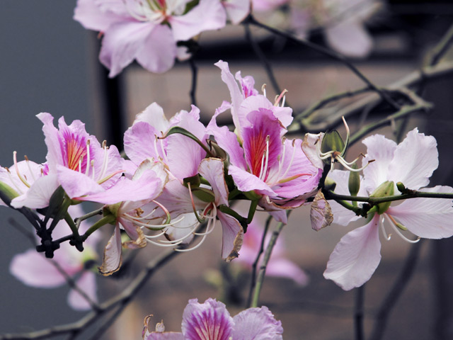 Tin tức trong ngày - Ảnh: Hoa ban của núi rừng Tây Bắc bung nở giữa Thủ đô