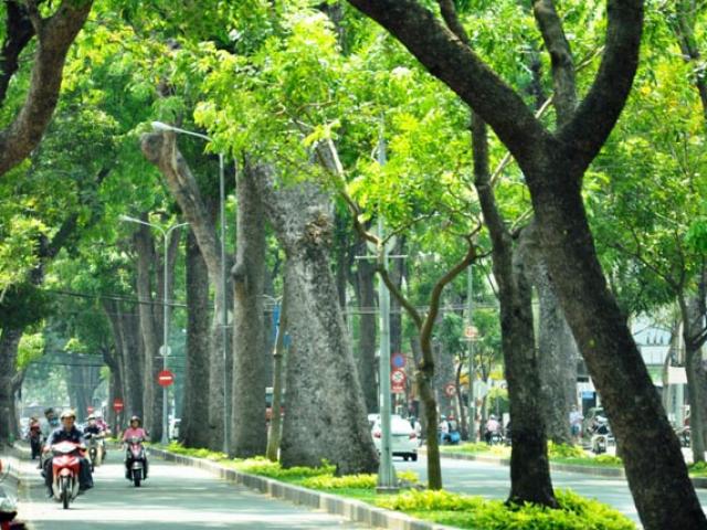 Tin tức trong ngày - Không đốn hạ hàng sọ khỉ cổ thụ ở trung tâm Sài Gòn