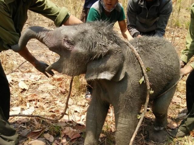Tin tức trong ngày - Giải cứu voi rừng 2 tháng tuổi rơi xuống giếng