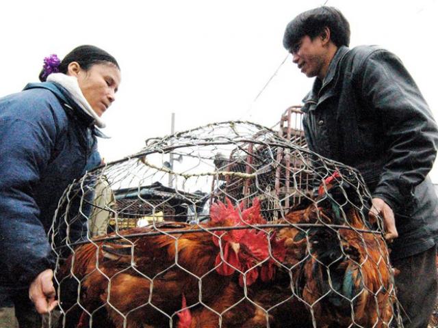 Thị trường - Tiêu dùng - "Mối họa" khi mở cửa cho gia cầm TQ tràn vào thị trường