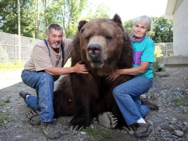 Phi thường - kỳ quặc - Cặp đôi Mỹ sống hạnh phúc cùng gấu nặng hơn 6 tạ