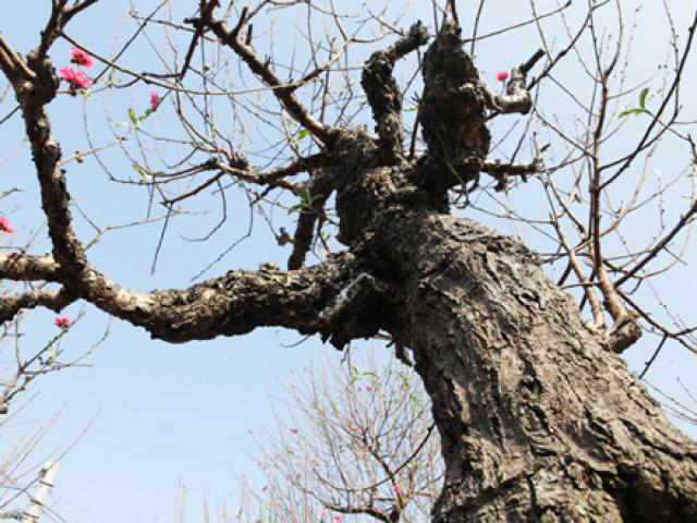 Tin tức trong ngày - Ngắm cây đào cổ siêu đẹp, giá “trên trời” cũng không bán