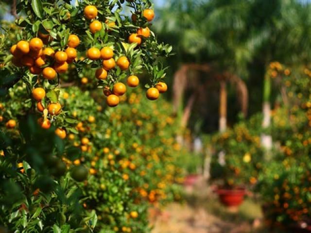 Thị trường - Tiêu dùng - Cách chọn mua đào, quất chơi Tết vừa đẹp và "hợp ví"