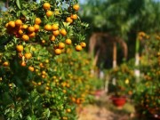 Thị trường - Tiêu dùng - Cách chọn mua đào, quất chơi Tết vừa đẹp và &quot;hợp ví&quot;