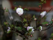 Tin tức trong ngày - Ngắm vườn nhất chi mai hiếm có, khó trồng ở Hà Nội