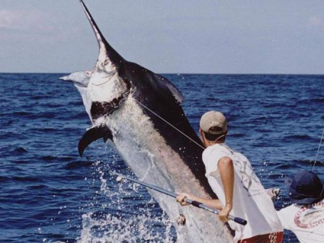 Thế giới - Úc: Ngư dân bị cá lôi khỏi thuyền, kéo đi 55km