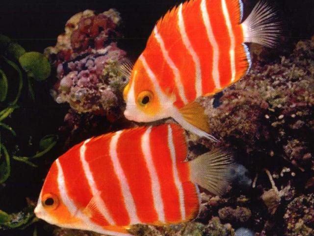 Thị trường - Tiêu dùng - Top 7 siêu cá cảnh “đắt hơn vàng”