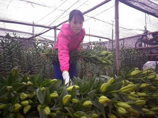 Thị trường - Tiêu dùng - Hoa ly 'cười' sớm, người dân Tây Tựu khóc ròng