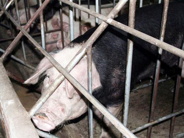 Thị trường - Tiêu dùng - "Hô biến” heo nái già thành heo rừng bằng... thuốc nhuộm